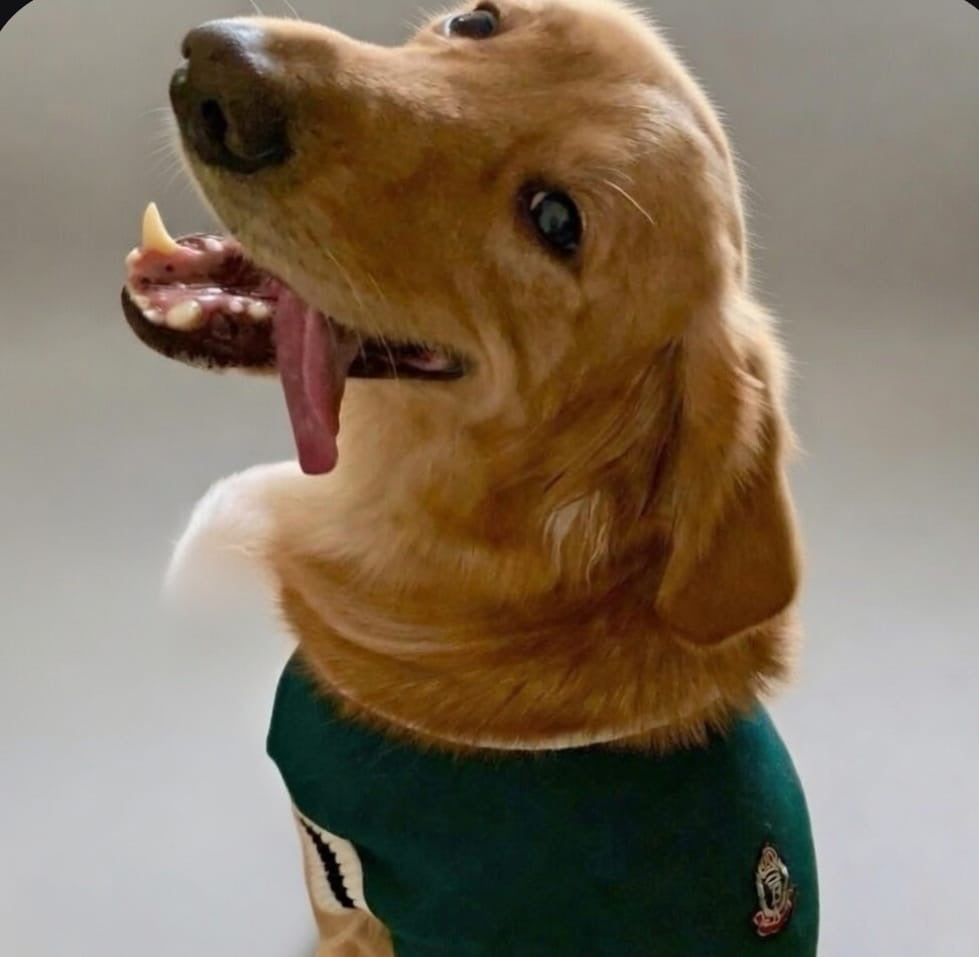 Academy Classic Pullover